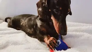 НИКТО НЕ МОЖЕТ ИГРАТЬ С МИНИ-ТАКСОЙ!