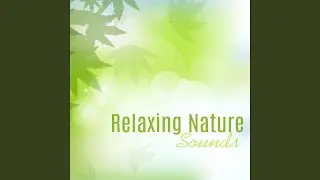 Relaxing Jungle Sounds