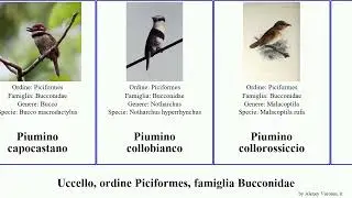 Uccello, ordine Piciformes, famiglia Bucconidae piumino bird ali della dal dai nera viridis Monaca