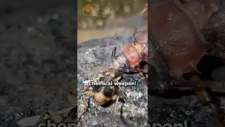 This Insect Has Nature's Most INSANE Chemical Weapon! 🔥
