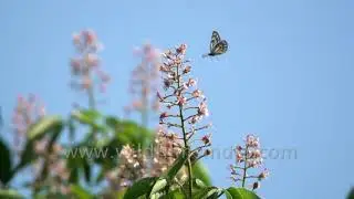 Great Blackvein butterfly - slow motion capture on Himalayan Horse Chestnut flowers
