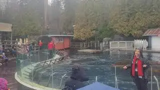 Sea Lion Show at Vancouver Aquarium | Amazing Animal Training!