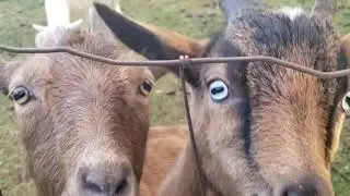 Goats have weird CRAZY eyes, rectangular pupils! Over the edges of Boring Oregon