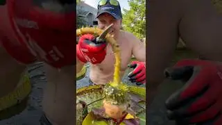 Just a little pond maintenance today!I&rsquo;m giving my Victoria Water Lilies some serious TLC!