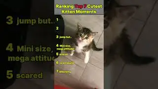 Heart-Melting & Funny Cat Reactions 2025 #kitten #kittenslovers #kittenshorts #catlovers #shorts