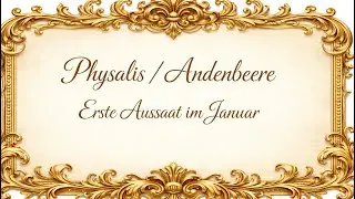 Physalis/Andenbeere im Januar aussäen