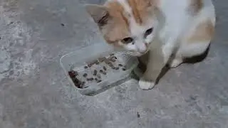 Pulang teriak teriak bikin panik lapar minta makan
