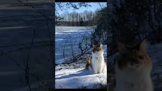 Snow and barbed wire