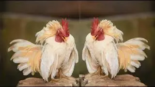 Look what these identical dwarf roosters do