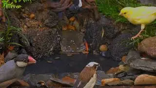 Cat TV for Cats to Watch 😺 4HRs of Soothing Birdbath | Calm Your Mind |4K HDR 50fps |25-07-9