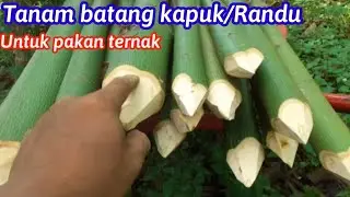 Cara mudah tanam batang kapuk/Randu