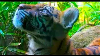 Cute Sumatran Tiger Cub video - Critically Endangered Species