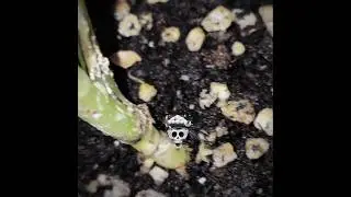 ⚡ &ldquo;What&rsquo;s really hiding beneath dirt?&rdquo;  #UnseenWorld  #TinyCreature  #4KDiscovery 📷 #MysteryCreature