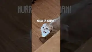 Raw Cat Food Morning Routine ASMR