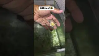 Molly fish giving birth 200+ babies😍😍😊❤👍. pregnant Molly fish