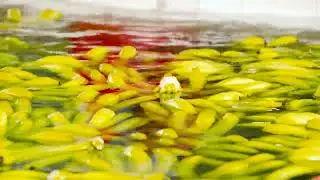 🚀NAM VIET GROUP &ndash; Your Trusted Expert in Premium Banana Juice Manufacturing!🍌
