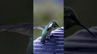 Texas Wildlife Discovers Aqua-Springs Water Features