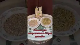 Зелёная гречка для микрозелени. #shorts #microgreens #organic #homegarden #urbangardening