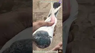 line breeding pigeon tips | Baba zulfi kabootar wala | Teddy king pigeon