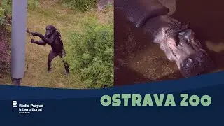 Ostrava Zoo | Protecting endangered species: stories from Czech zoos