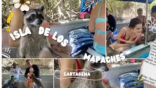 Mapaches en Cartagena: guía para un avistamiento inolvidable