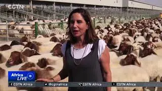 Qatar Blockade - Baladna - CNN report