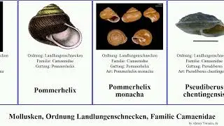 Mollusken, Ordnung Landlungenschnecken, Familie Camaenidae mollusca chinensis pulcherrima Aegista