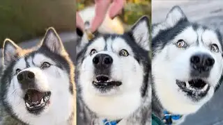 Snorting Husky Tries To LEAVE My Mum Behind!