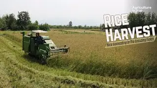 Rice Harvest With Combine Harvester In Iran