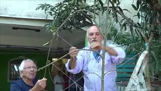 1208 ) –  3 ° PARTE –  JANDIRA – SP –  CONTINUAÇÃO PODA MACIEIRA ( EVA )