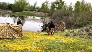 Junior Hunt Test  Water series 2018