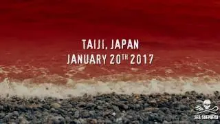 Taiji, Japan - Dolphins for Cash