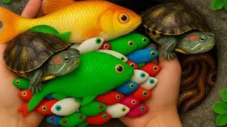 Unbelievable Colors! Fish & 5 Tiny Turtles in Hands 🐢✨ | 4K /Camera fishing 