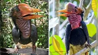 Helmeted Hornbill 🦅 That Headbutt Is INSANE!
