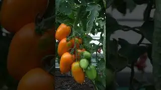 🍅 Купить семена томата Луштица F1 можно на semco.ru