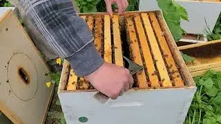 Adding Second Deeps - Managing Overwintered Nucs (2/11)