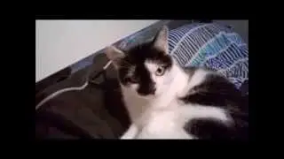 Katze Sanny gem&uuml;tlich auf der Sport Tasche  :-)