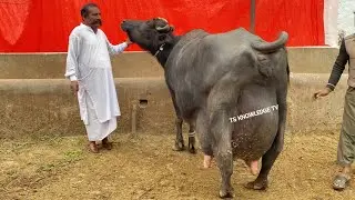 Champion Buffaloes of PDFA PAK BUFFALO CLUB 2023