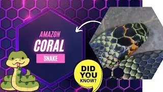 Amazon Coral Snake: The Rainforest&rsquo;s Venomous Beauty | Wildlife Facts