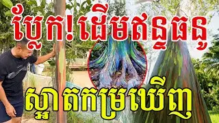 ប្លែក!ដើមឥន្ទធនូ ឃើញផ្ទាល់ហើយនៅកម្ពុជា ស្អាតខ្លាំងណាស់