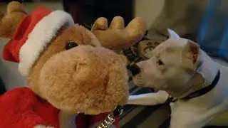 Funny Dog Video-Dogo Argentino