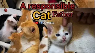 বিলাই জাতির সেরা বাপ 🥰#cocokitto #animallovers #cat #petlovers 