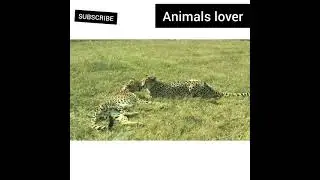 Cute and Dangerous Animals in Happy mood😋