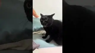 Pointing At The Wrong Cat 😹