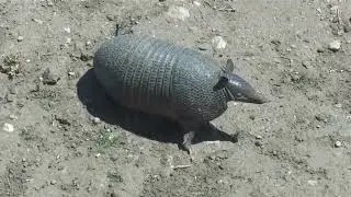 Southern Long-nosed Armadillo - near threatened