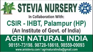 स्टीविया नर्सरी (Stevia Nursery) एग्री नेचुरल इंडिया लुधियाना द्वारा CSIR-IHBT, पालमपुर के सहयोग से