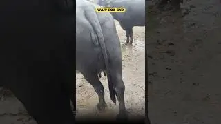 🚨Krosur Buffalo Market Video In 2025 !