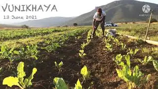 Spinach Production - Fertilizer Application
