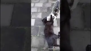 SLINKY the most unusual cat
