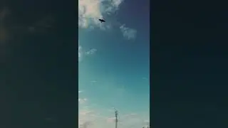 sky view and jungle nature sounds | relaxing sound to sleep